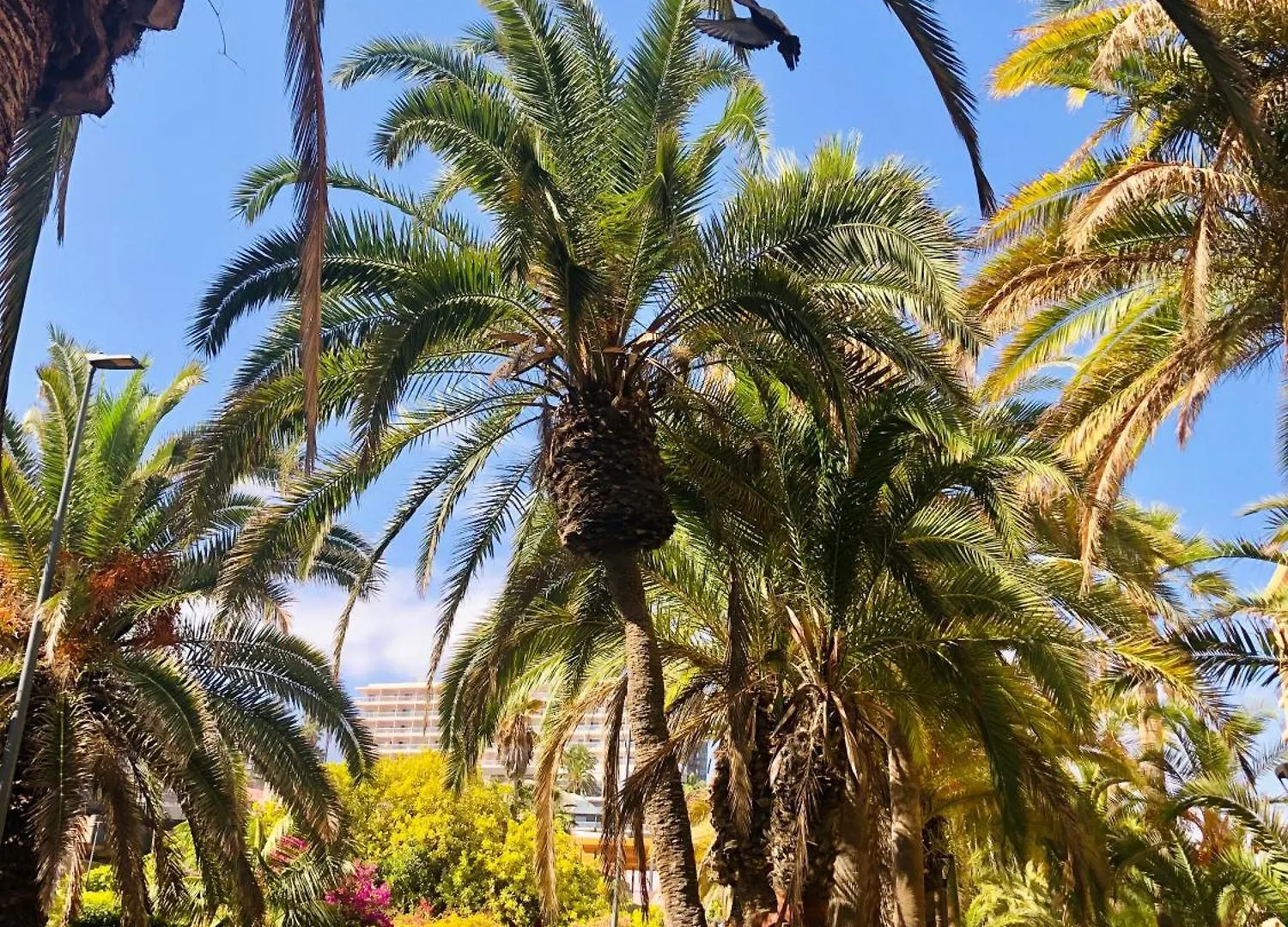 Estudio Tinerfe Puerto de la Cruz  Apartamento